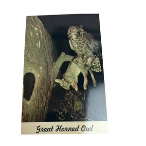 Vintage Great Horned Owl Postcard Sapsucker Woods Sanctuary Nature